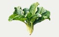 Watercolor Illustration of Arum spinach, Botanical Illustration, Flowers, Generative AI Royalty Free Stock Photo