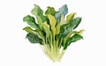 Watercolor Illustration of Arum spinach, Botanical Illustration, Flowers, Generative AI Royalty Free Stock Photo