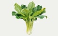 Watercolor Illustration of Arum spinach, Botanical Illustration, Flowers, Generative AI Royalty Free Stock Photo