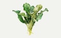 Watercolor Illustration of Arum spinach, Botanical Illustration, Flowers, Generative AI Royalty Free Stock Photo