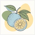 OROBLANCO FRUIT VECTOR ILLUSTRATION â Vibrant, Detailed, Fresh Citrus Artwork Royalty Free Stock Photo