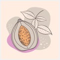 Delicious Mamey Fruit Vector Illustration â Tropical Exotic Fruit Art in High Detail Royalty Free Stock Photo