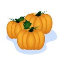 Three ripe pumpkins, harvest season, autumn vegtables, squash