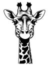 illustration of the head of giraffe. black and white illustration