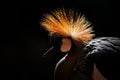 Art image of bird. Grey crowned crane, Balearica regulorum, with dark background. Bird head with gold crest in beautiful evening s