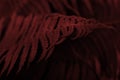 Art image of a red fern branch. Abstract dark red fern leaves background close up, decorative tropical frond leaf Royalty Free Stock Photo