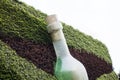 Art Installation of Bottle on the Wall with Plants. Royalty Free Stock Photo