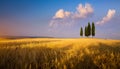 Italy autumn countryside landscape, wheat field farmland and cypress tree over sunset sky Royalty Free Stock Photo