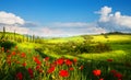 art italy countryside landscape with red poppy flowers and cypress trees on the mountain path Royalty Free Stock Photo