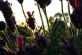 LAVENDER IN NATUR. MACRO PHOTO. FLOWER IN BACK LIGHT