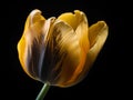The Art of Macro Photography: Exploring the Texture and Color of a Yellow Tulip