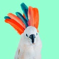 Art Minimal collage Parrot and feathers. Modern fun art
