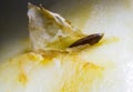 Art, natural, abstract, food, background, water, nature, yellow, apple, macro, seed Royalty Free Stock Photo