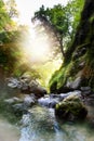 Natural Forest Mountain stream; Rocks covered with green moss;