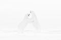 Art nature fight dance. Black and white art photo of two polar bears fighting on drifting ice in Arctic Svalbard. Animal fight in