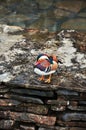 Stunning colorful male mandarin duck Royalty Free Stock Photo