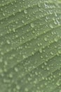 Art of nature: natural structures / texture raindrops on a banana leaf Royalty Free Stock Photo