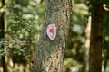 Art object of human ear on tree trunk in green forest background, trees hearing ecological concept Royalty Free Stock Photo