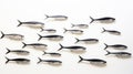 Sardine Installation Art: Hyper-realistic Fish Studies In Monochrome