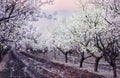 Art photo of the almond garden during spring bloom. Arch with branches of white flowers on top and rows of trees.