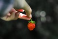 Art photo, black and white. Hand holding red strawberry fruit dark green background. The strawberry in woman's hand. Hanging
