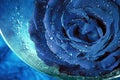 Art photo of blue rose with drops of water in wet glass over blue background Royalty Free Stock Photo