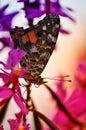 Art Photo Cethosia Biblis Lancewing Butterly Royalty Free Stock Photo