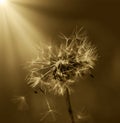 Art photo of dandelion seeds close up on natural blurred background. Summer. Monochrome photography. Sepia