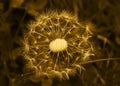 Art photo of dandelion seeds close up on natural blurred background. Summer. Monochrome photography. Sepia