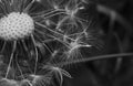 Art photo of dandelion seeds close up on natural blurred background. Summer. Monochrome photography. Sepia