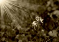 Art photo of dandelion seeds close up on natural blurred background. Summer. Monochrome photography. Sepia