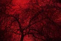 Art Photo mystical tree on a red background. double exposure