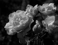 Art photo rose isolated on the natural background. Closeup. For design, texture, background. Nature. Monochrome photo. Drops of Royalty Free Stock Photo