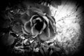 Art photo rose petals isolated with monochromatic tone