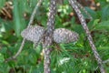 Two cedar pine cones on a branch