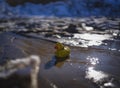 Art photo - a yellow clockwork duckling settled in a spring stream is waiting for its savior.