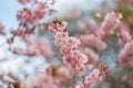 Art photography of blooming flowers cherry tree in springtime. The artistic intend and the filters. Soft focus. Royalty Free Stock Photo