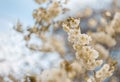 Art photography of blooming flowers cherry tree in springtime. Abstract blurred background. Soft focus. Royalty Free Stock Photo