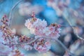 Art photography of blooming flowers cherry tree in springtime. Spring florets in a garden in sunny day. Film style old Royalty Free Stock Photo