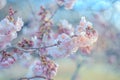 Art photography of blooming flowers cherry tree in springtime. Spring florets in a garden in sunny day. Soft focus. Royalty Free Stock Photo