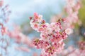 Art photography of blooming flowers cherry tree in springtime. Spring florets in a garden in sunny day. Soft focus. Royalty Free Stock Photo