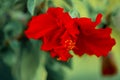 Art photography of blooming red blur Hibiscus. Macro red flower mallow with yellow stamens and blurred natural green background. Royalty Free Stock Photo