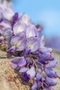 Art photography. Blossoming wisteria branch in an orchard. Artistic nature wallpaper