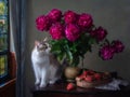 Still life with bouquet of peonies, strawberries and pretty kitty Royalty Free Stock Photo