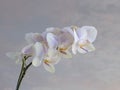 Pink orchid against the sky Royalty Free Stock Photo