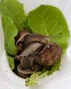Cute snails eating of salad leaves Royalty Free Stock Photo