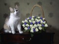 Basket of roses and pretty tricolor kitty Royalty Free Stock Photo
