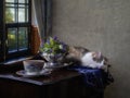 Pretty kitty on a table with bouquet of spring flowers Royalty Free Stock Photo
