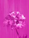 Art, Pink Geranium Bouquet on a wood texture background