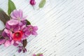 Art pink spring flowers frame on old white wood background. Royalty Free Stock Photo